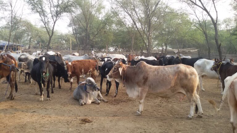 Protection As on date 21,000+ stray/ destitute Desi Indian Cows / bulls and her progenies are being sheltered in our Gaurakshashala which are brought through various channels such as Police, Government, NGOs, Farmers etc. We give these gauvansh a second life. We shelter, feed and take care of them completely. We have in-house medical facility for them.