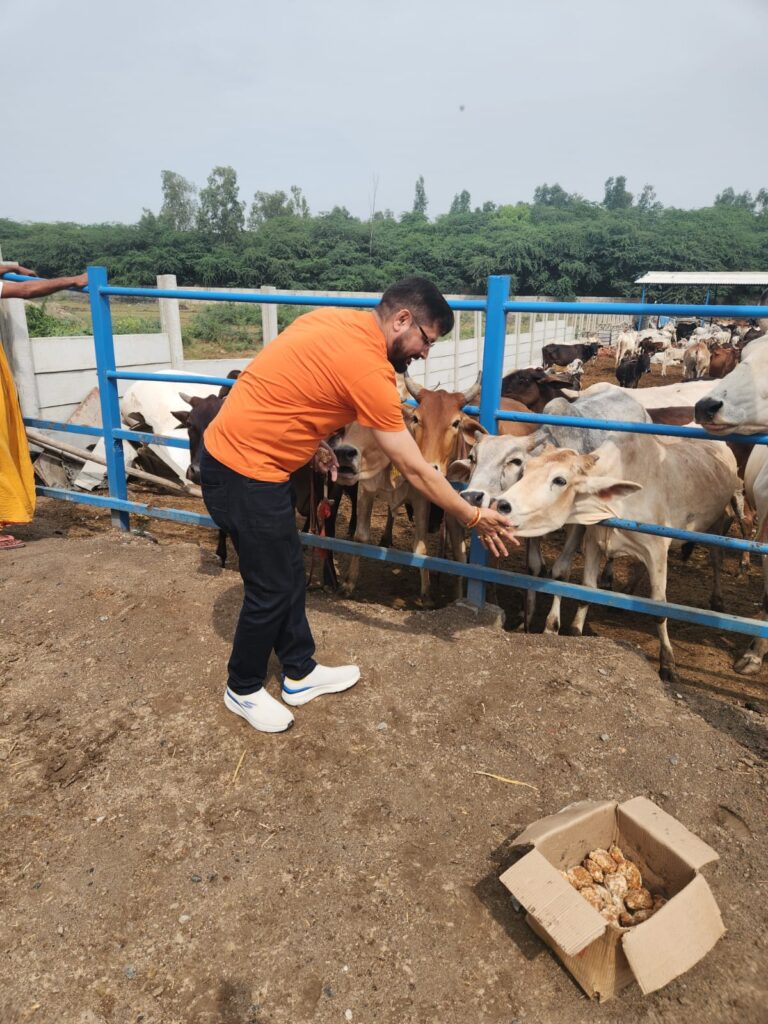 Protection As on date 21,000+ stray/ destitute Desi Indian Cows / bulls and her progenies are being sheltered in our Gaurakshashala which are brought through various channels such as Police, Government, NGOs, Farmers etc. We give these gauvansh a second life. We shelter, feed and take care of them completely. We have in-house medical facility for them.