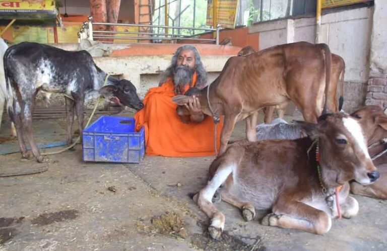 Protection As on date 21,000+ stray/ destitute Desi Indian Cows / bulls and her progenies are being sheltered in our Gaurakshashala which are brought through various channels such as Police, Government, NGOs, Farmers etc. We give these gauvansh a second life. We shelter, feed and take care of them completely. We have in-house medical facility for them.