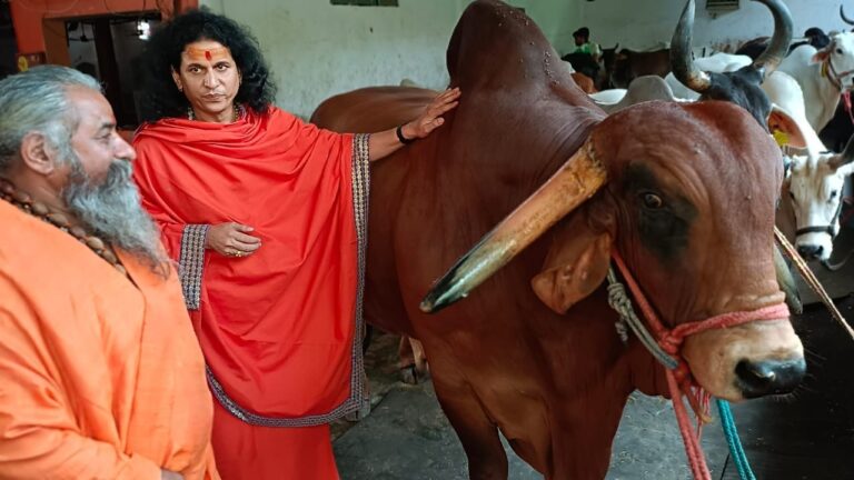 Protection As on date 21,000+ stray/ destitute Desi Indian Cows / bulls and her progenies are being sheltered in our Gaurakshashala which are brought through various channels such as Police, Government, NGOs, Farmers etc. We give these gauvansh a second life. We shelter, feed and take care of them completely. We have in-house medical facility for them.