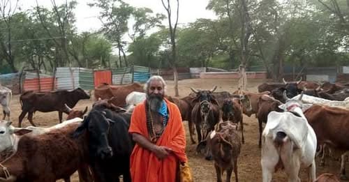 Protection As on date 21,000+ stray/ destitute Desi Indian Cows / bulls and her progenies are being sheltered in our Gaurakshashala which are brought through various channels such as Police, Government, NGOs, Farmers etc. We give these gauvansh a second life. We shelter, feed and take care of them completely. We have in-house medical facility for them.